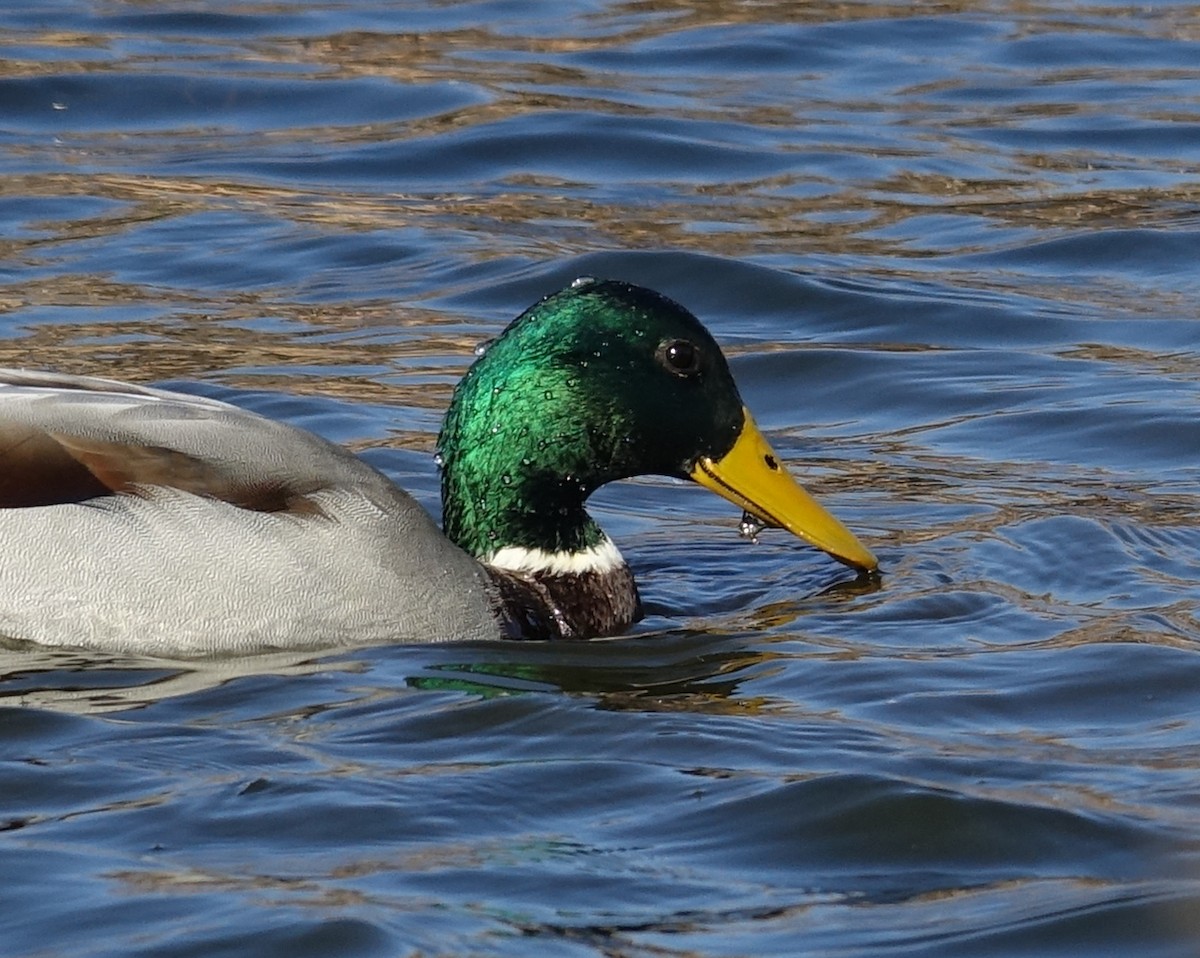 Mallard - ML610824438