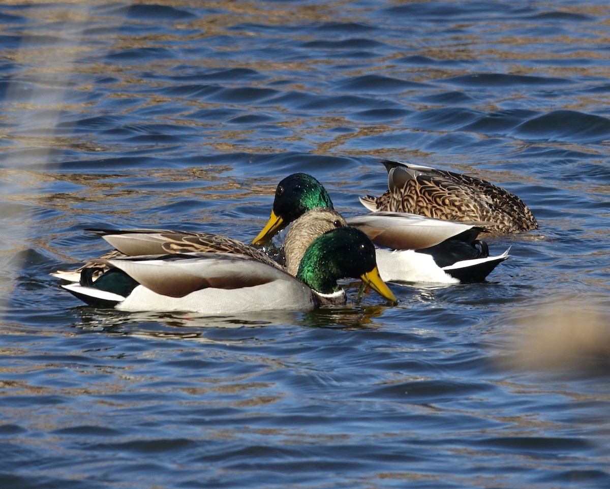 Mallard - ML610824439