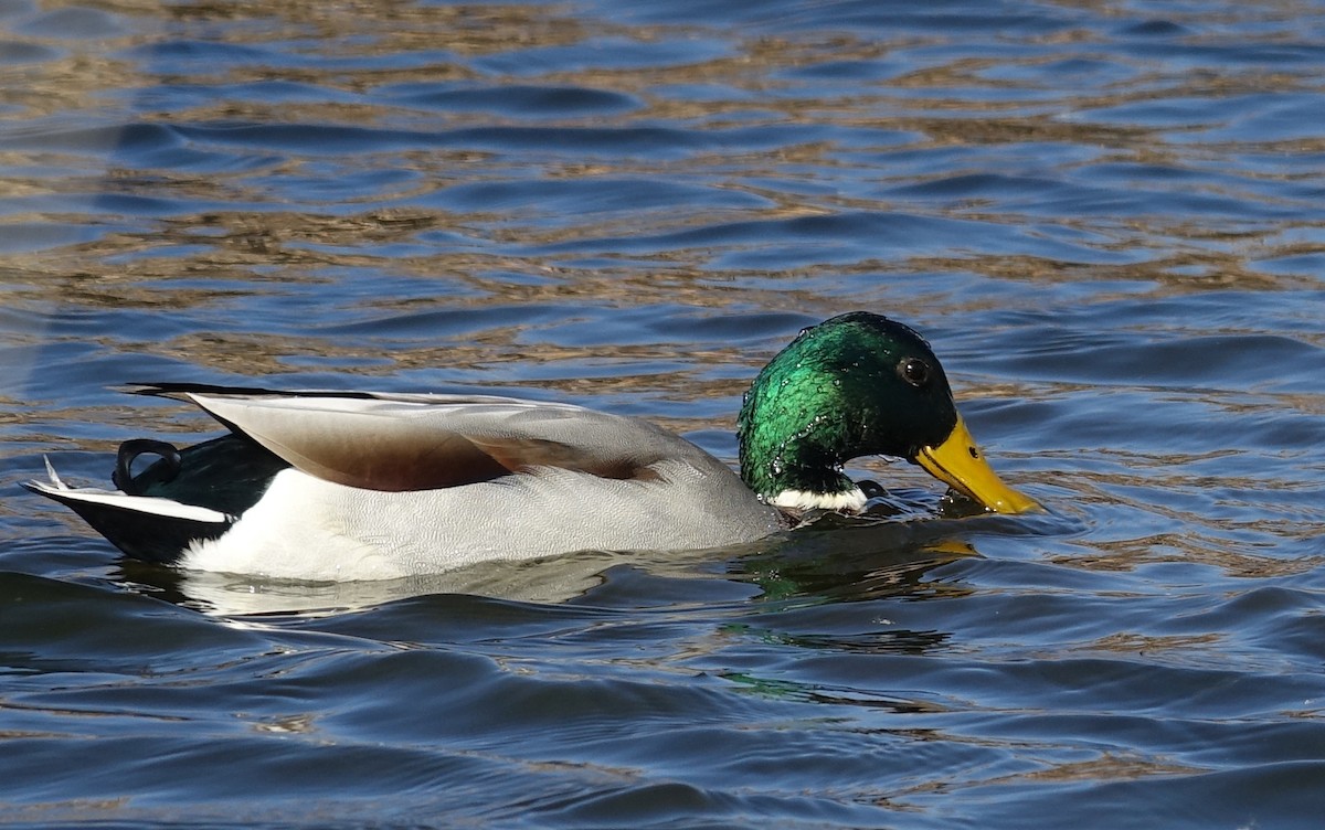 Mallard - ML610824440