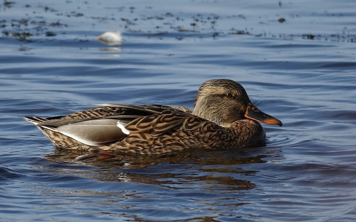 Mallard - ML610824441