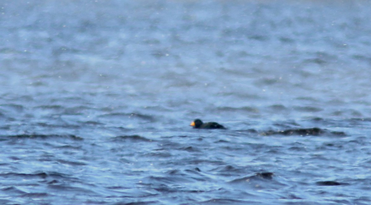 Black Scoter - ML610824449