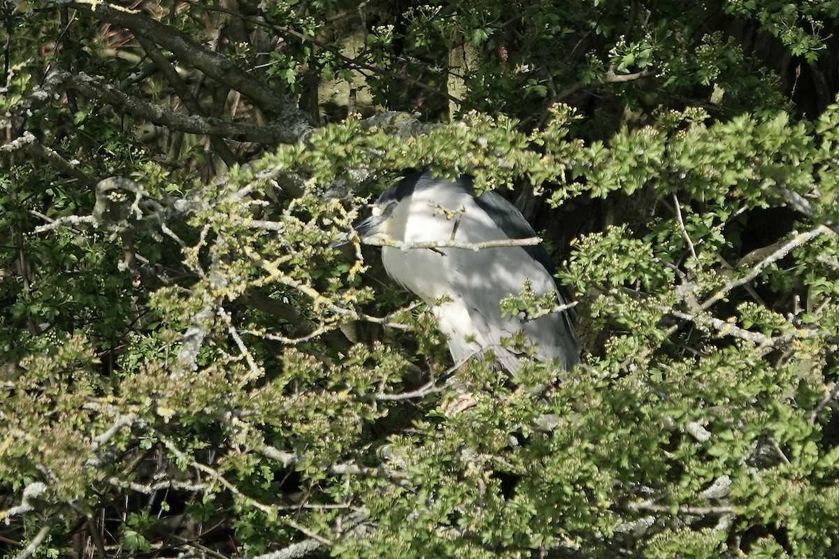 Black-crowned Night Heron - ML610824453