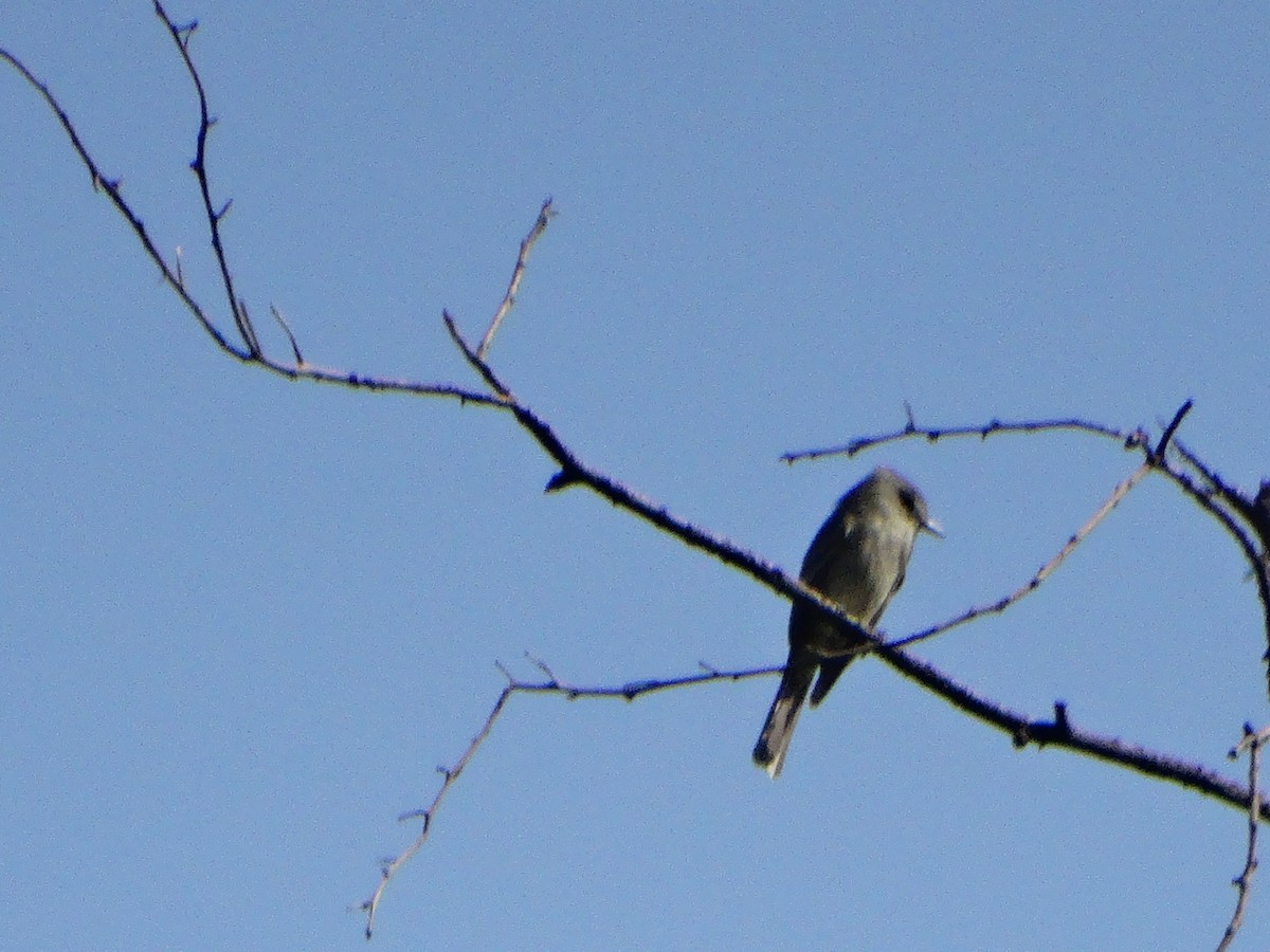 Greater Pewee - ML610824469