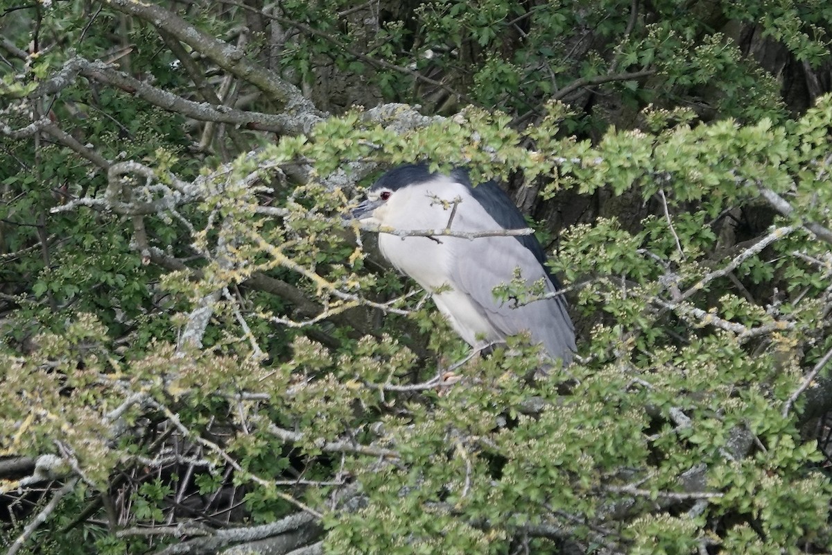 Black-crowned Night Heron - ML610824485