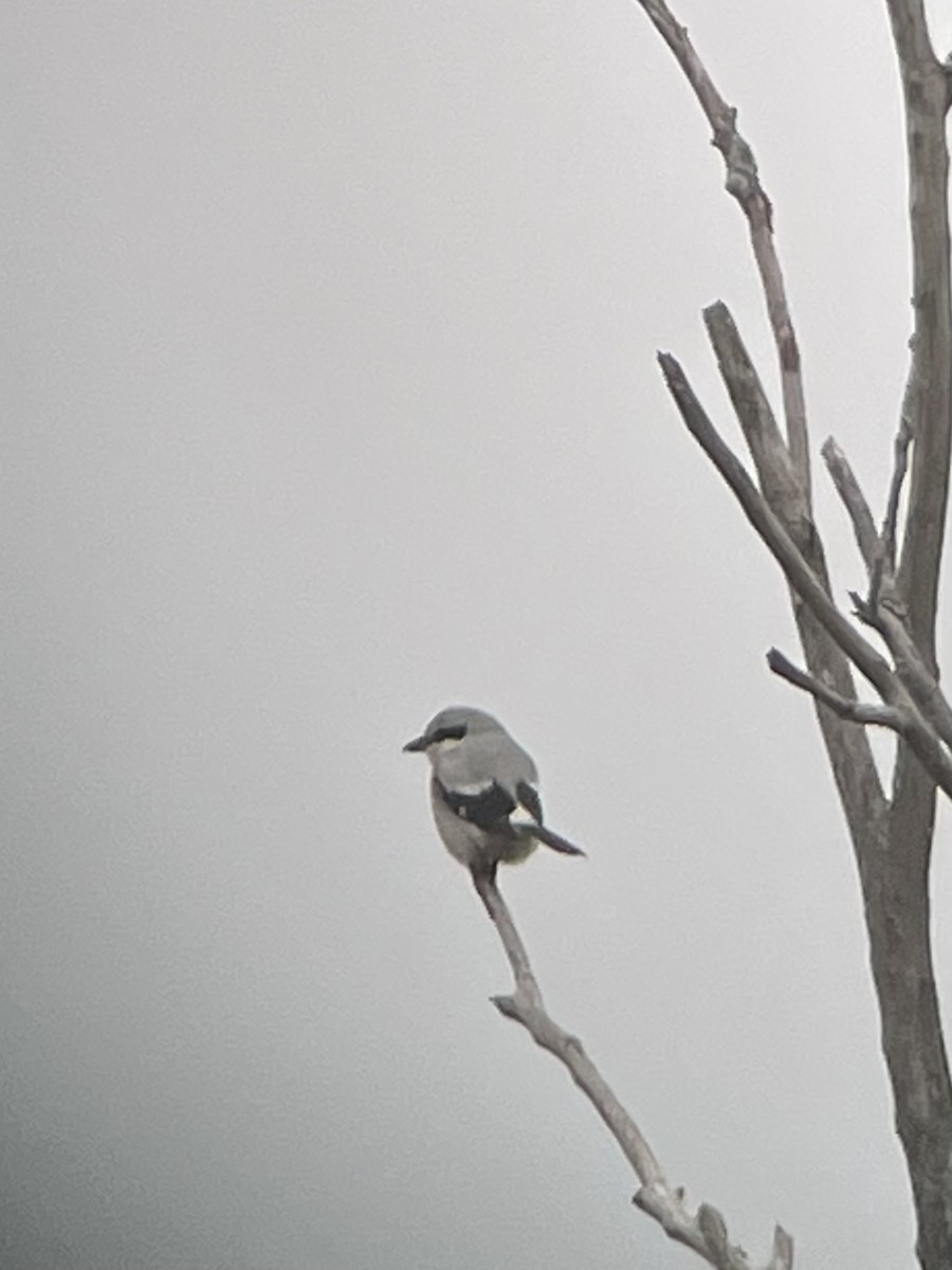 Northern Shrike - David Benvent