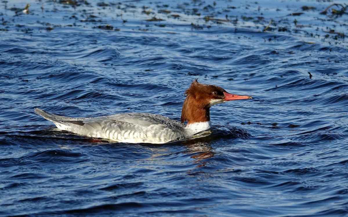 Common Merganser - ML610824500