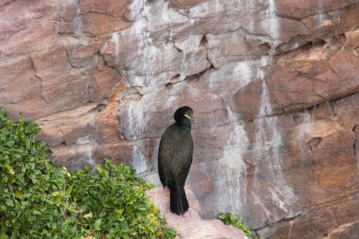 European Shag - ML610824504