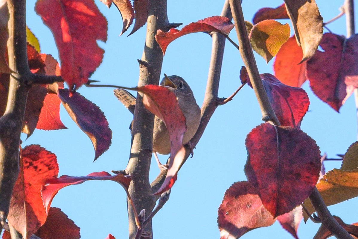 Northern House Wren - ML610824522
