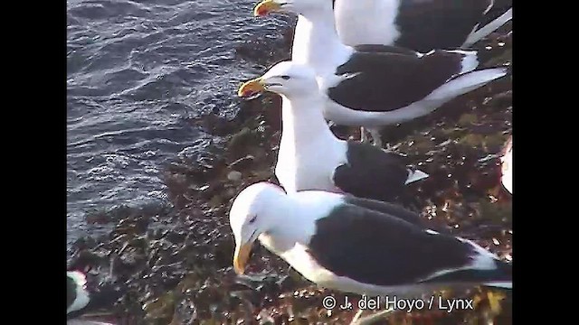 Kelp Gull - ML610824592