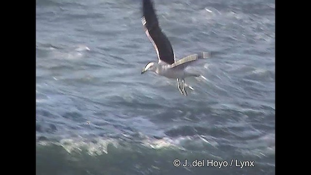 Kelp Gull - ML610824762