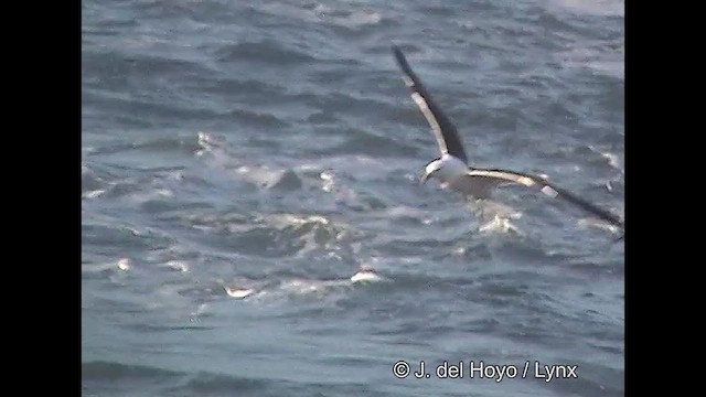 Kelp Gull - ML610824858