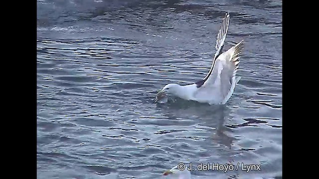 Kelp Gull - ML610824940