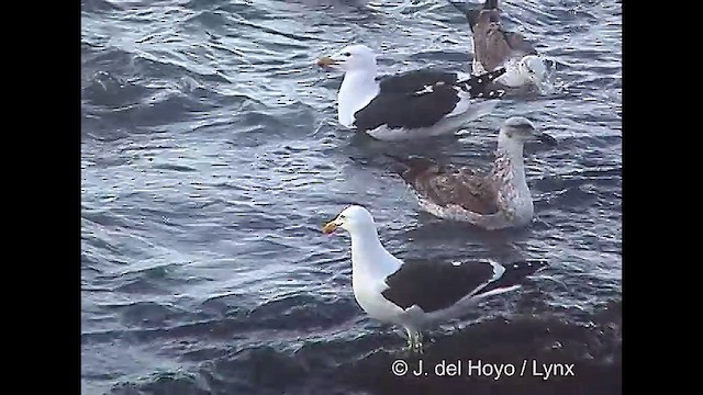 Kelp Gull - ML610824960