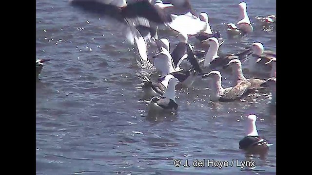 Kelp Gull - ML610824994