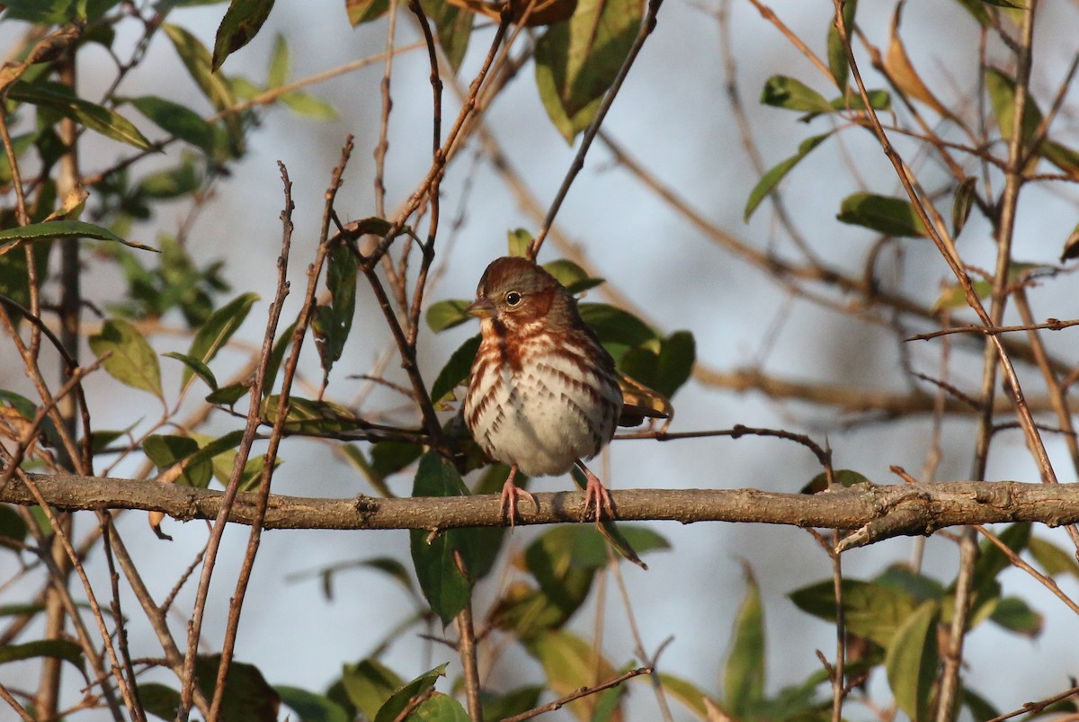 Fox Sparrow - ML610825122