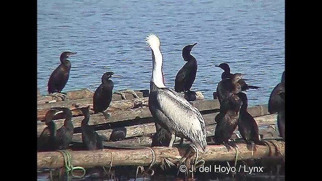 Neotropic Cormorant - ML610825123