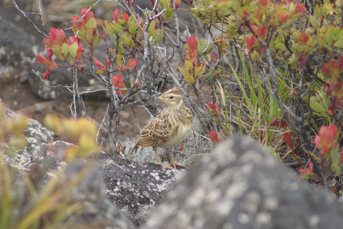 Eurasian Skylark - ML610825149