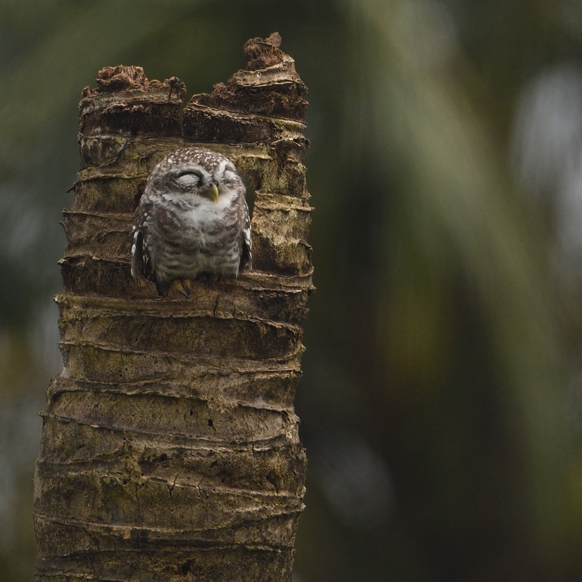 Spotted Owlet - ML610825203