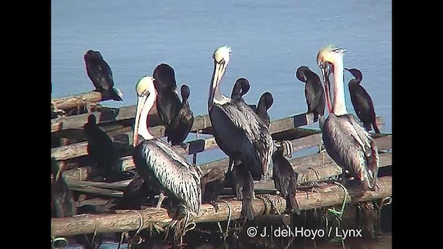 Peruvian Pelican - ML610825226