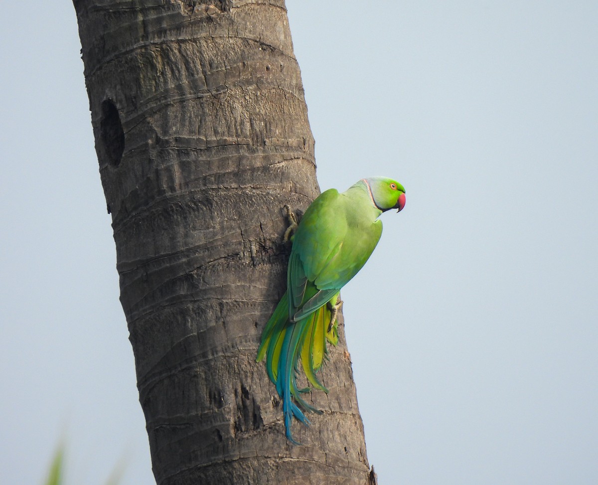 Rose-ringed Parakeet - ML610825274