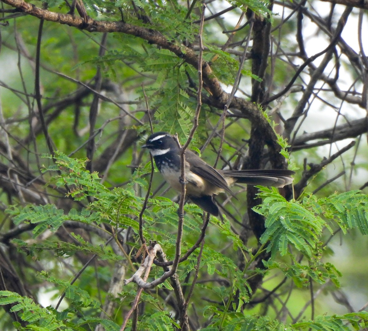 Spot-breasted Fantail - ML610825277