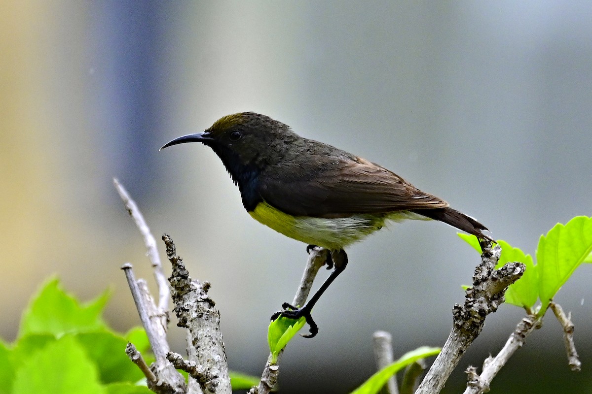 Newton's Sunbird - ML610825441