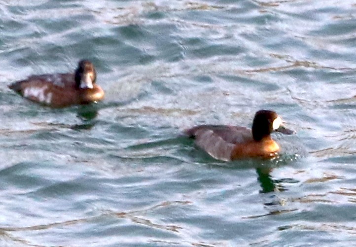 Lesser Scaup - ML610825479