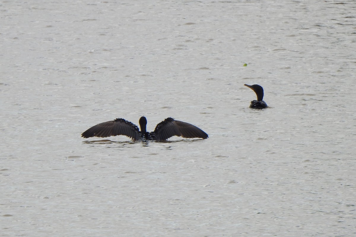 Neotropic Cormorant - Diego Castelli