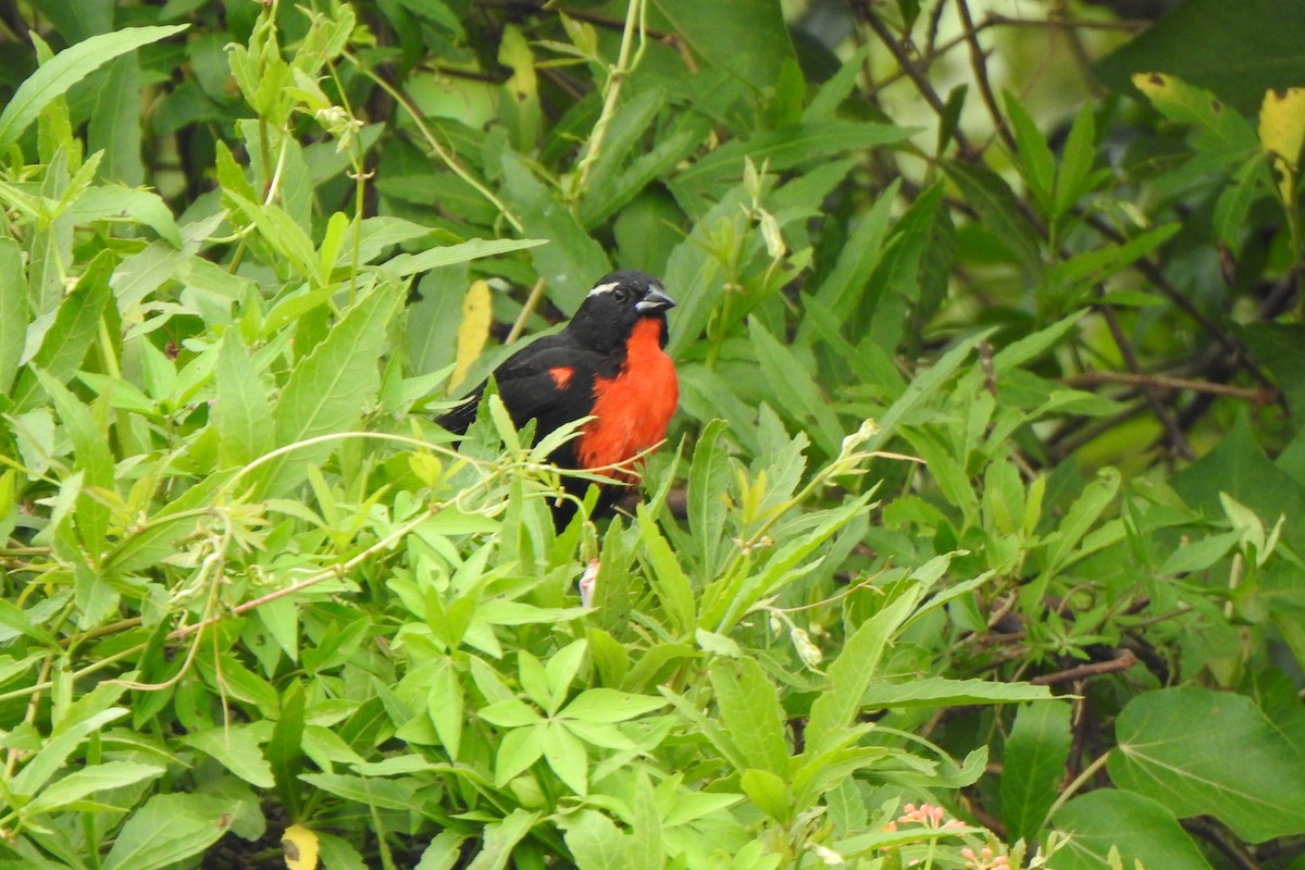 White-browed Meadowlark - ML610825914