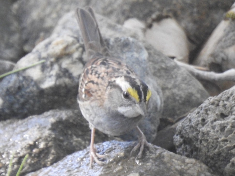 White-throated Sparrow - Gene Cardiff