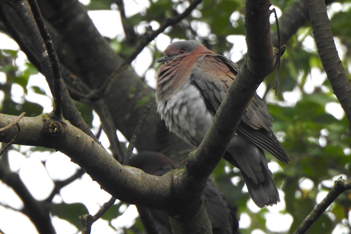 Pale-vented Pigeon - Diego Castelli