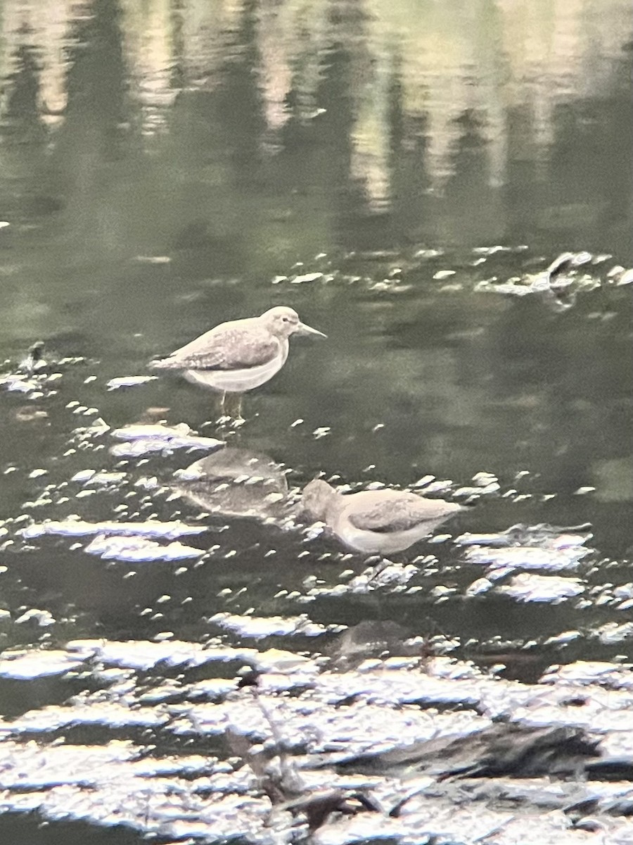 Solitary Sandpiper - ML610825988