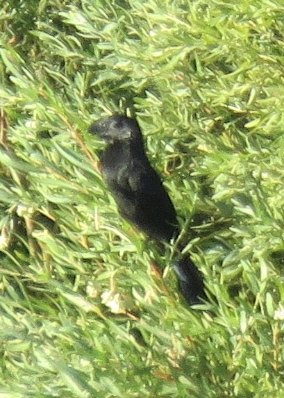 Groove-billed Ani - ML610826045