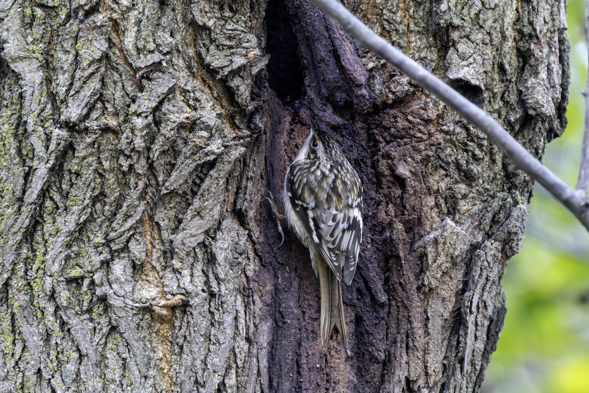 Brown Creeper - Matt Newman