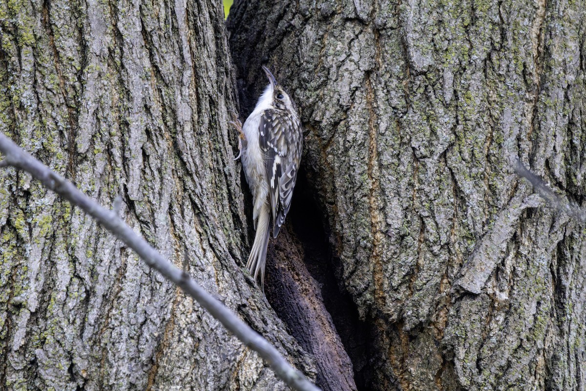 Brown Creeper - Matt Newman