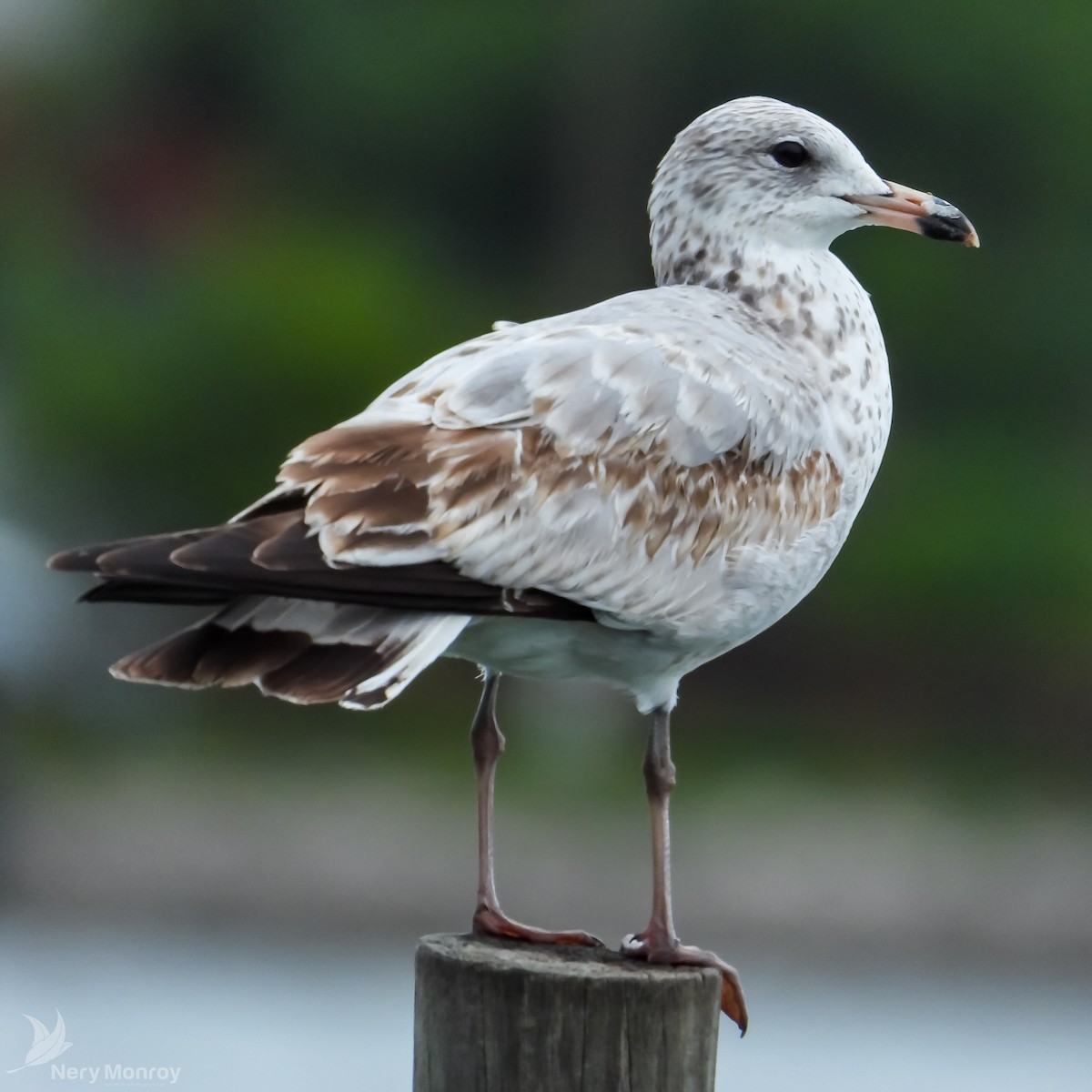 Ring-billed Gull - ML610826075