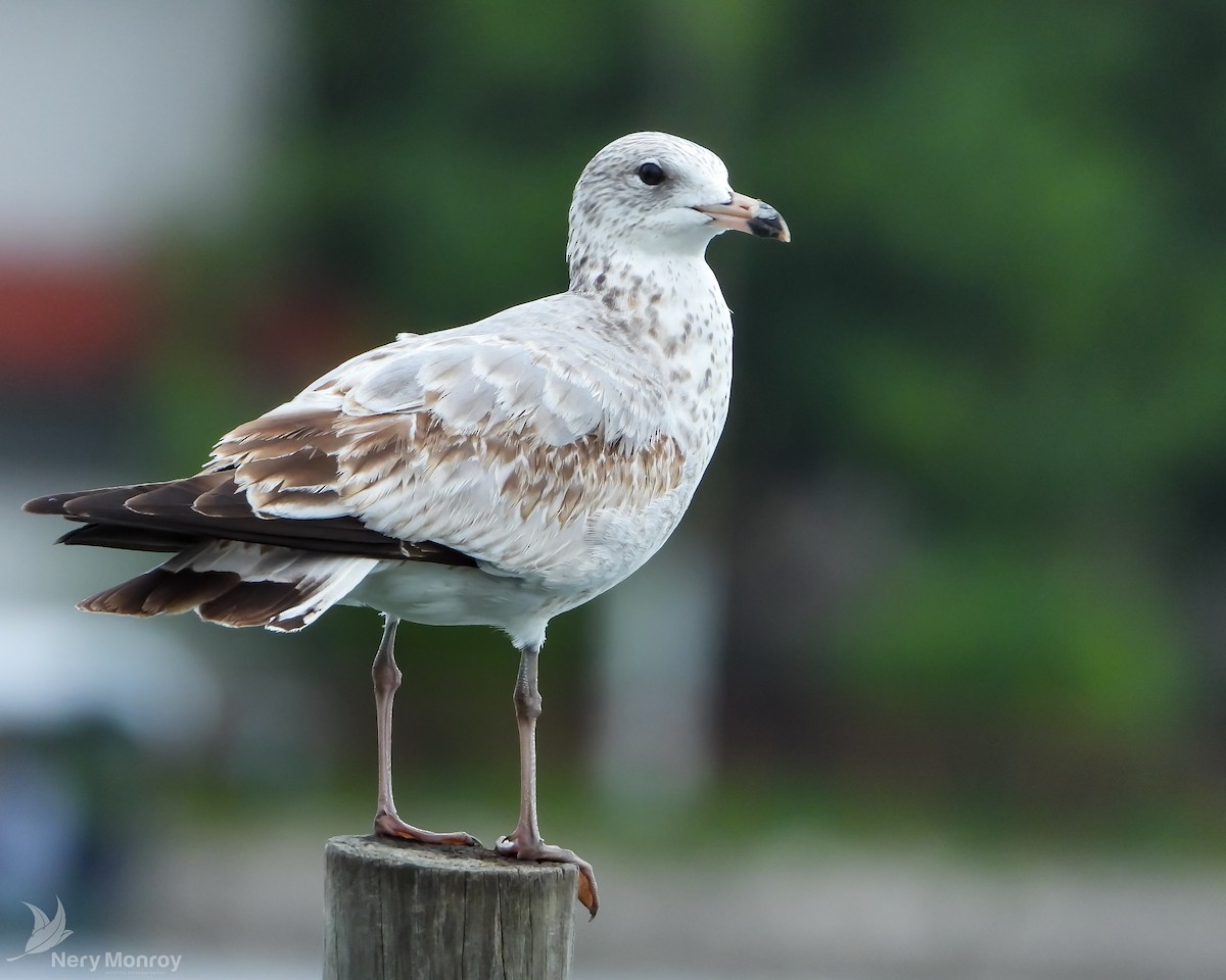 Ring-billed Gull - ML610826077