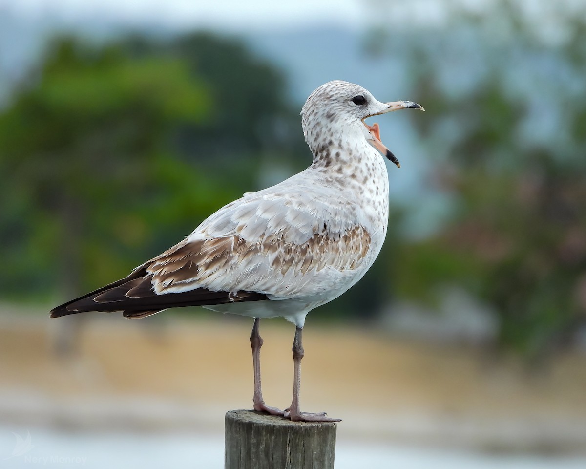 Ring-billed Gull - ML610826081