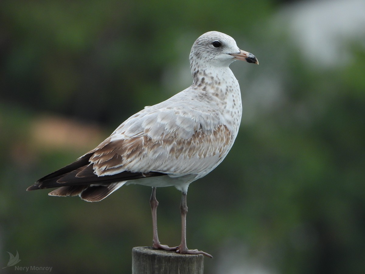 Ring-billed Gull - ML610826091