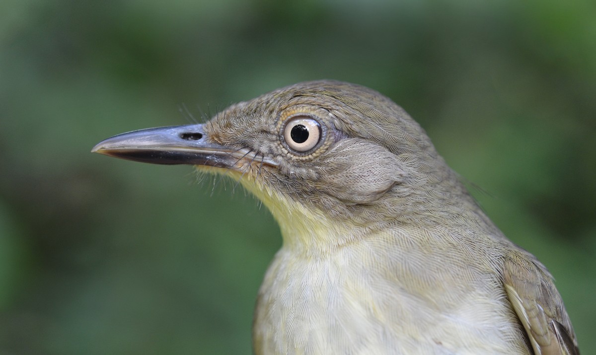 Fischer's Greenbul - ML610826104
