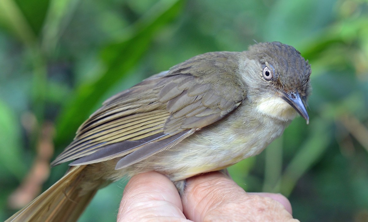 Fischer's Greenbul - ML610826107