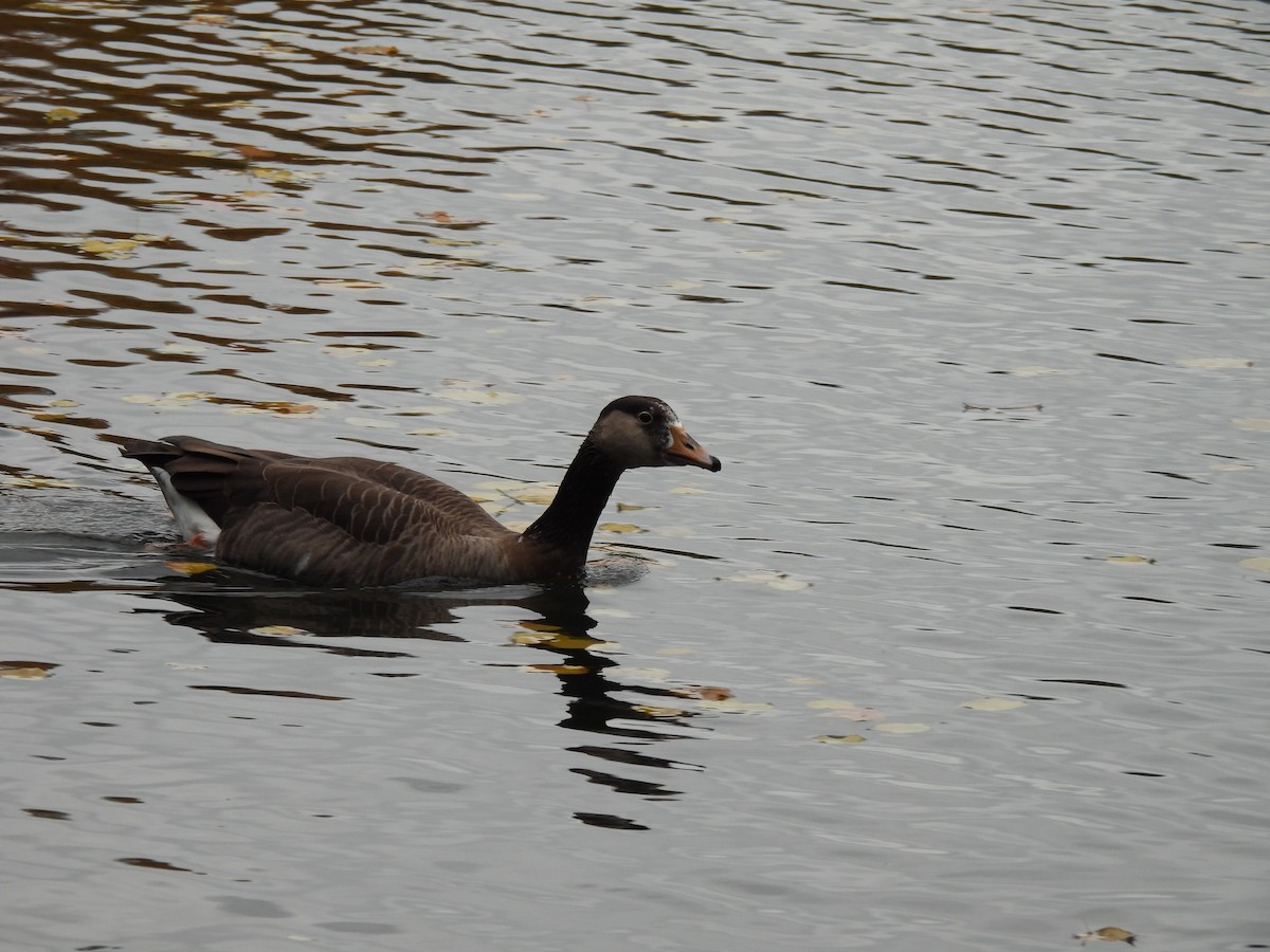 Graylag x Canada Goose (hybrid) - ML610826115