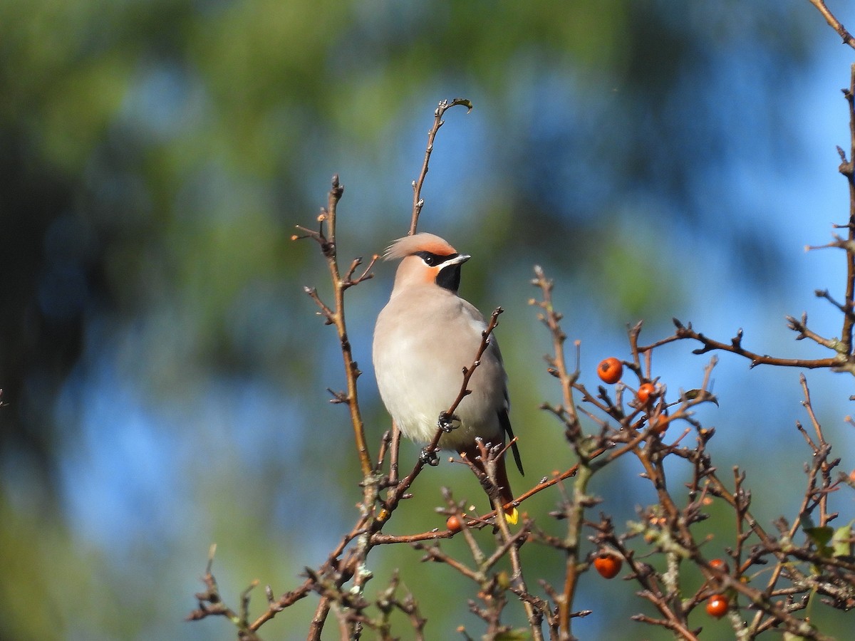Bohemian Waxwing - Pablo García (PGR)