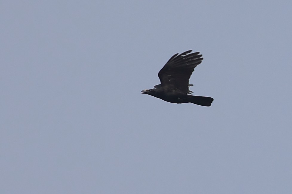 Large-billed Crow - ML610826249
