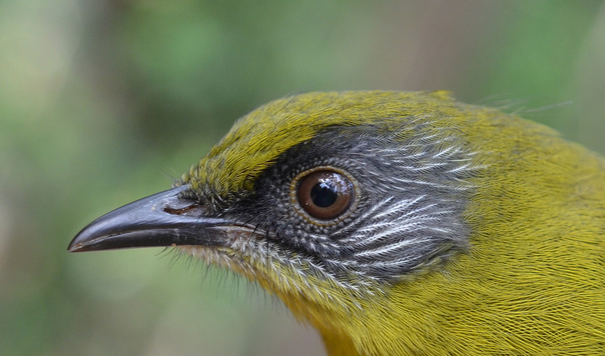 Olive-headed Greenbul - ML610826251