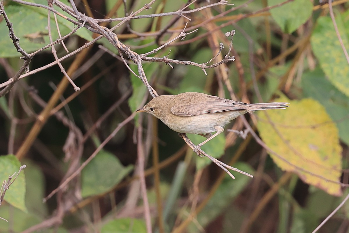 Blyth's Reed Warbler - ML610826276