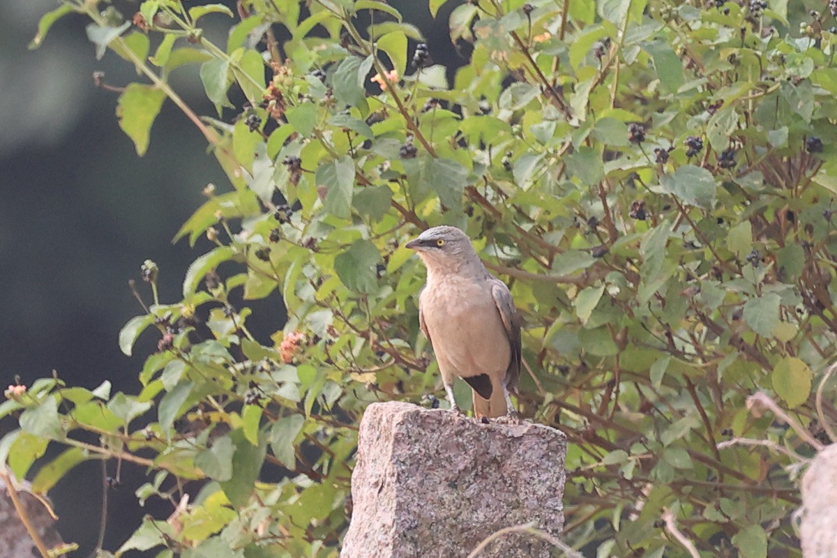 Large Gray Babbler - ML610826304