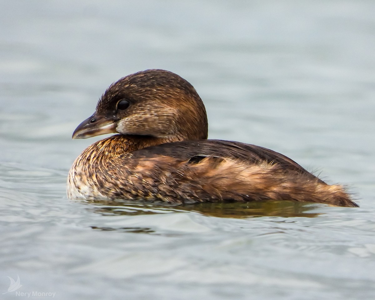 Pied-billed Grebe - ML610826430