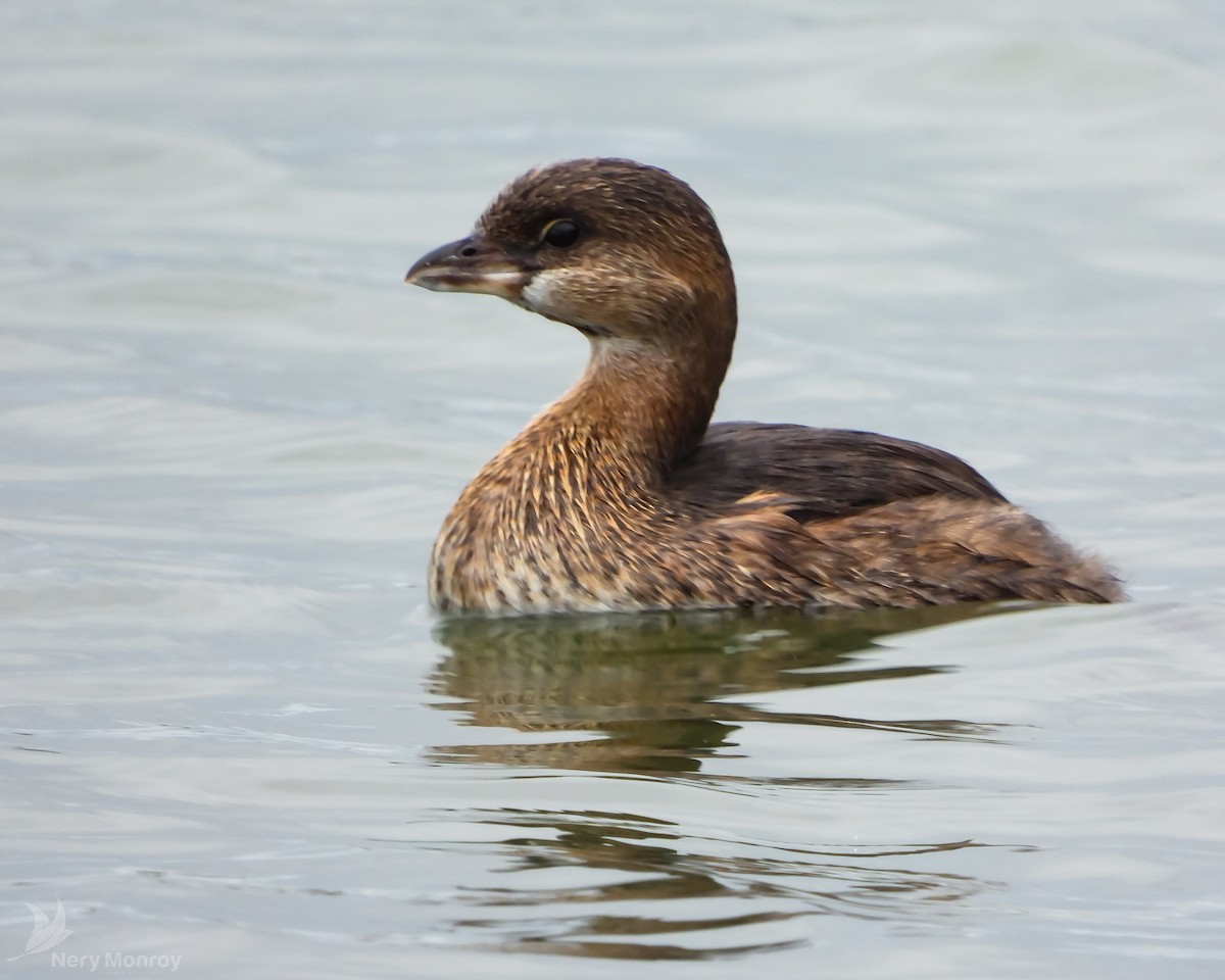 Pied-billed Grebe - ML610826435