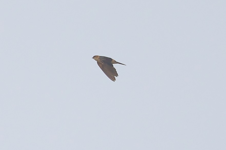 Red-rumped Swallow - ML610826448